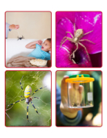 Picture game-Spiders-1