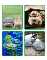 Picture game-Turtles-2