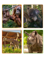 Picture game-Zoo-1