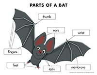 Poni discovers and presents-Bats