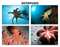 Poni discovers and presents-Octopuses