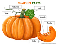 Poni discovers and presents-Pumpkins