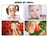 Poni discovers and presents-Sense of smell