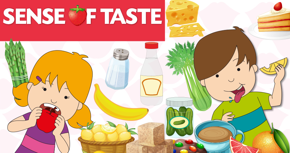 Your Taste Is A Little Sweet Scan Sense of taste - Theme and activities - Educatall