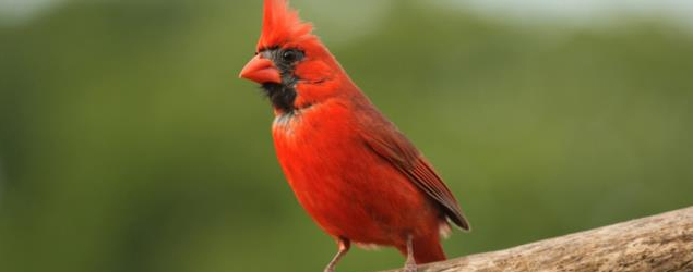Christmas cardinal
