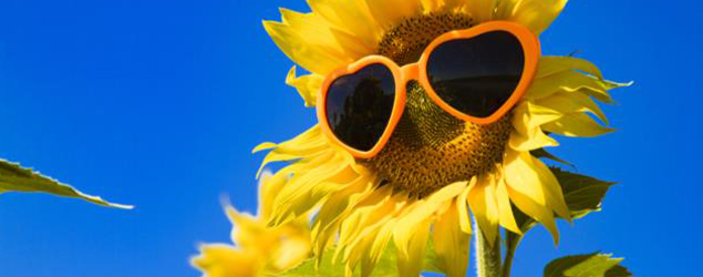 Giant sunflower