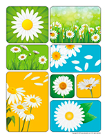 Stickers-Daisies