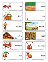 Word flashcards-Ants 2026