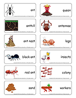 Word flashcards-Ants