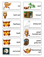 Word flashcards-Owls