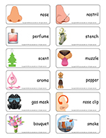 Word flashcards-Sense of smell