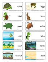 Word flashcards-Turtles