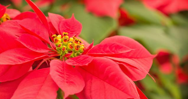 A Christmas star-The poinsettia - Extra activities - Educatall