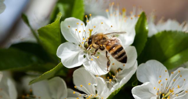 Bee-filled flowerbed - Arts and crafts - Educatall