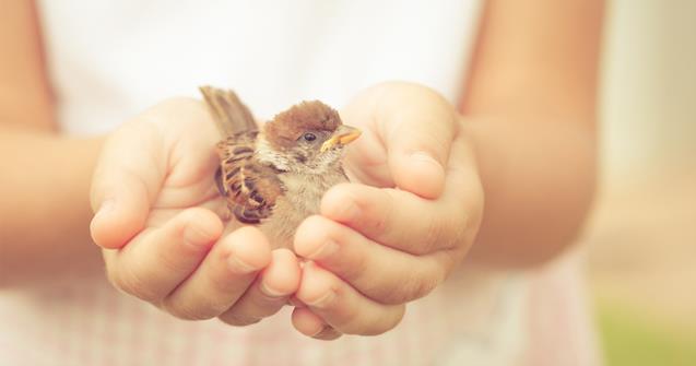 Birds - Babies and toddlers - Educatall