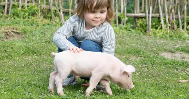 Farm animals - Babies and toddlers - Educatall