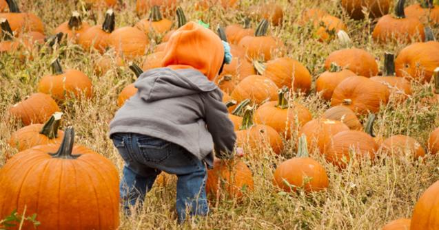Learn how to say "pumpkin" and "orange" in French - Extra activities - Educatall