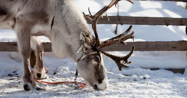 Learn how to say reindeer in French - Extra activities - Educatall