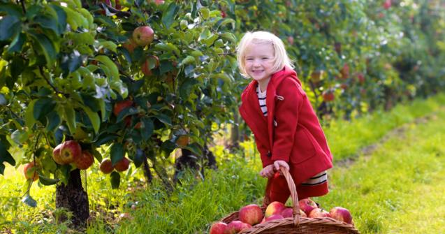 My apple tree in the orchard - Arts and crafts - Educatall