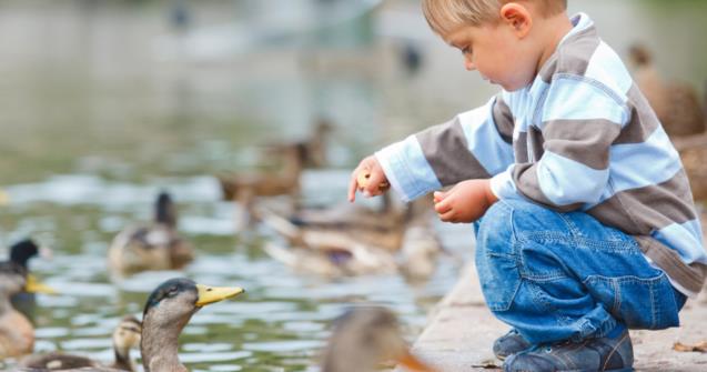 My duck pond - Arts and crafts - Educatall