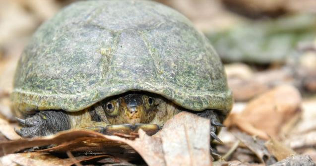 Peek-a-boo turtle  - Arts and crafts - Educatall