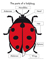 Poni presents - Ladybugs